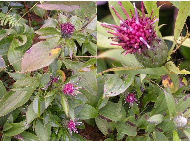 種植白術(shù)用什么水溶肥好？
