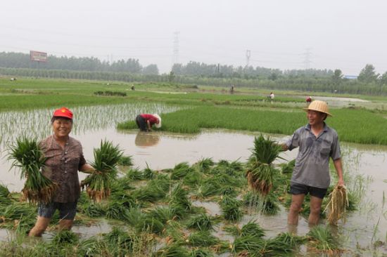 殺蟲劑廠家，殺菌劑，沖施肥，葉面肥，植物生長調(diào)節(jié)劑，農(nóng)藥廠家