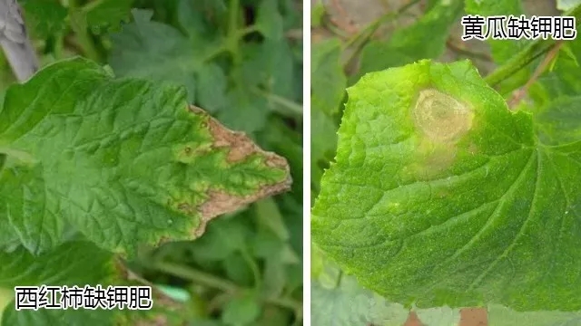 殺蟲劑，殺菌劑，沖施肥，葉面肥，植物生長調(diào)節(jié)劑