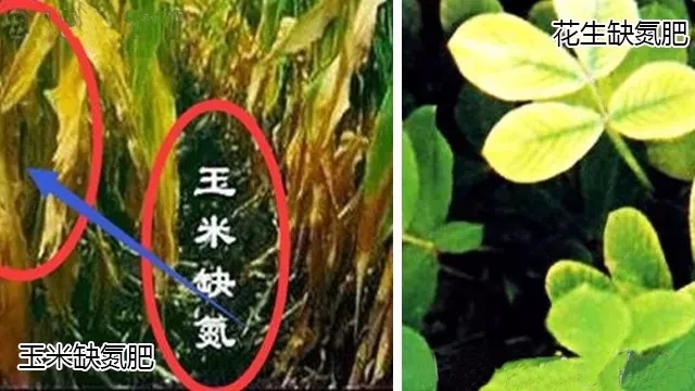 殺蟲劑，殺菌劑，沖施肥，葉面肥，植物生長調(diào)節(jié)劑