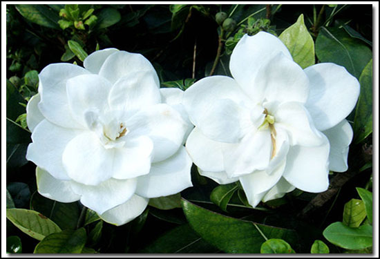 殺菌劑，特效殺蟲(chóng)劑，葉面肥，植物生長(zhǎng)調(diào)節(jié)劑，沖施肥