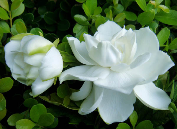 殺菌劑，特效殺蟲(chóng)劑，葉面肥，植物生長(zhǎng)調(diào)節(jié)劑，沖施肥