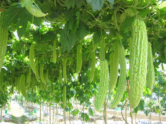 殺蟲劑，特效殺菌劑，沖施肥，葉面肥，植物生長調(diào)節(jié)劑，北美農(nóng)大集團(tuán)