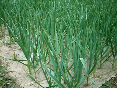 水溶肥,葉面肥,沖施肥,進(jìn)口水溶肥