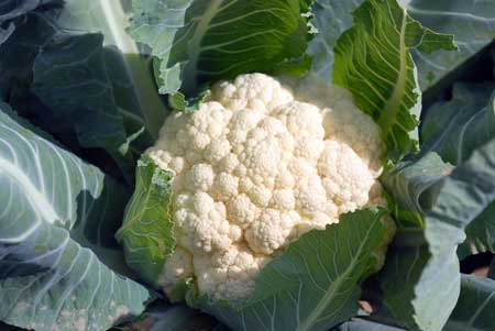 花菜缺硼的癥狀以及補救方法