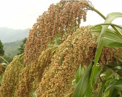 速來收藏高粱高產(chǎn)種植技術(shù)！