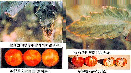 葉面肥廠家與您講解鉀肥對(duì)植物生長有何影響？