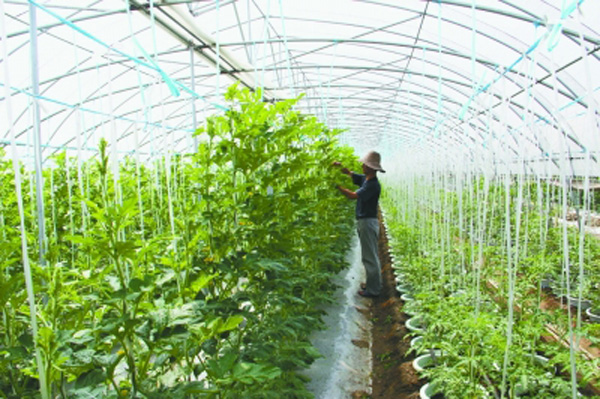 為什么冬天膨果慢甚至不膨果？