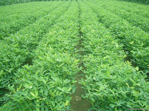 “聽”北美農(nóng)大講述，花生施用鉀肥鈣肥的好處