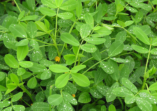 “聽”北美農(nóng)大講述，花生施用鉀肥鈣肥的好處